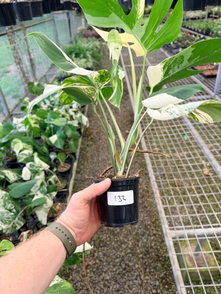 Handpicked #132 - Monstera Deliciosa Borsigiana Variegated Albo