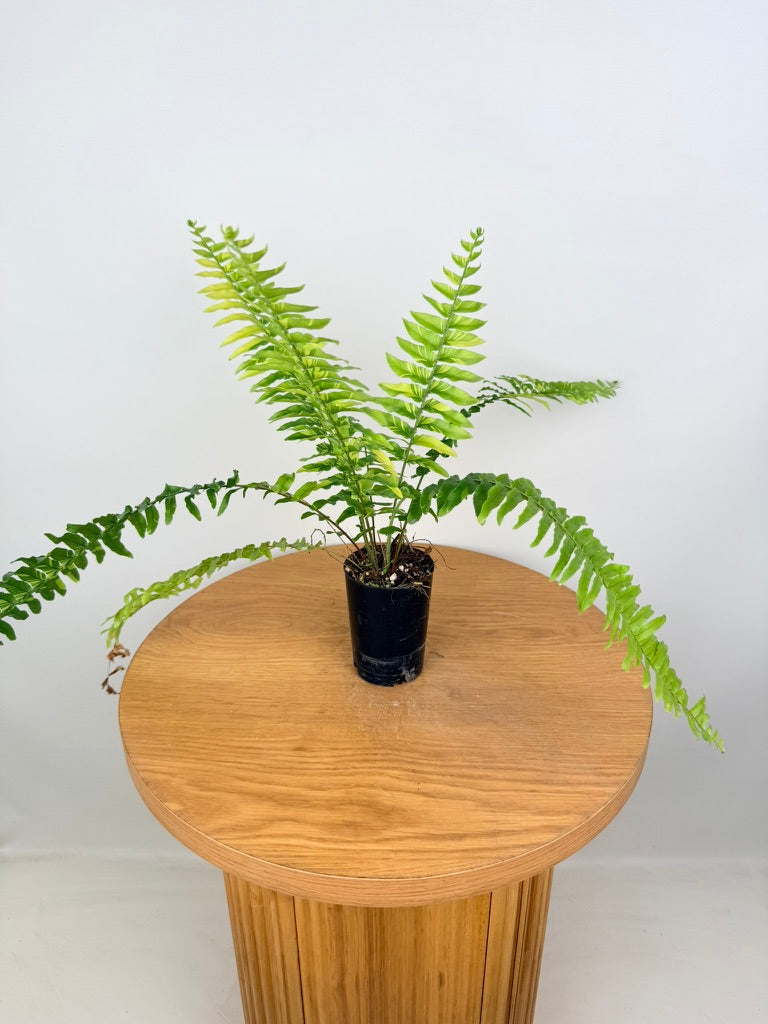 Nephrolepis Exaltata Variegata - Boston Tiger Fern
