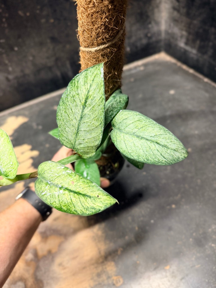 Handpicked #100 - Rhaphidophora Hongkongensis Mint Totem - 100mm Pot