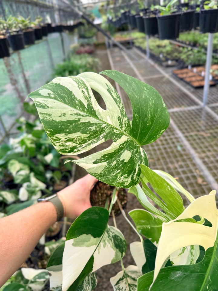 Handpicked #132 - Monstera Deliciosa Borsigiana Variegated Albo