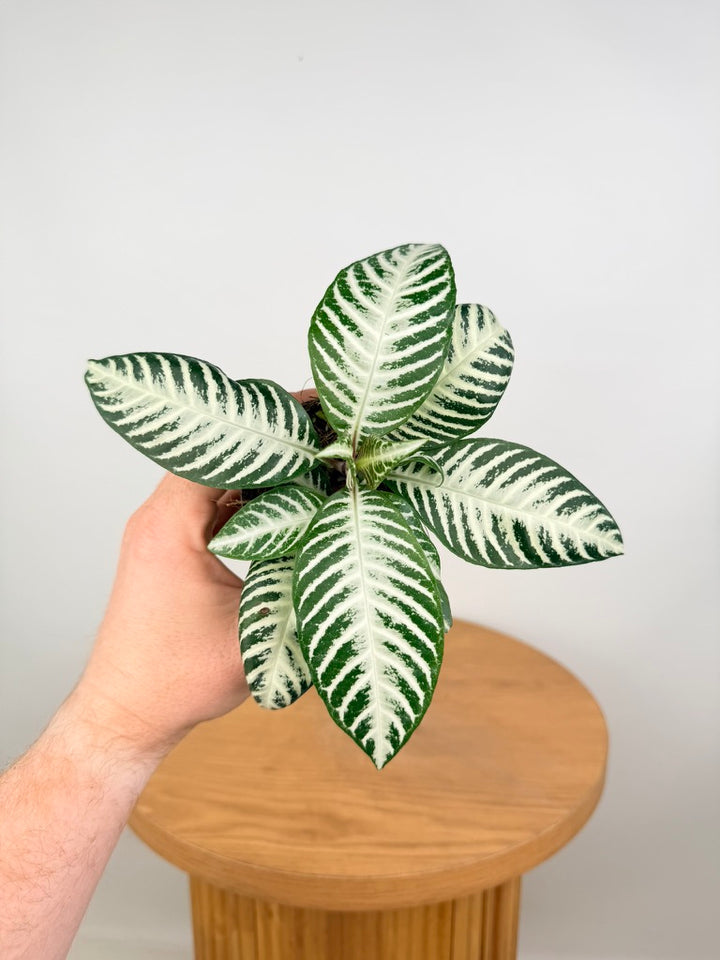 Aphelandra Squarrosa - White Wash