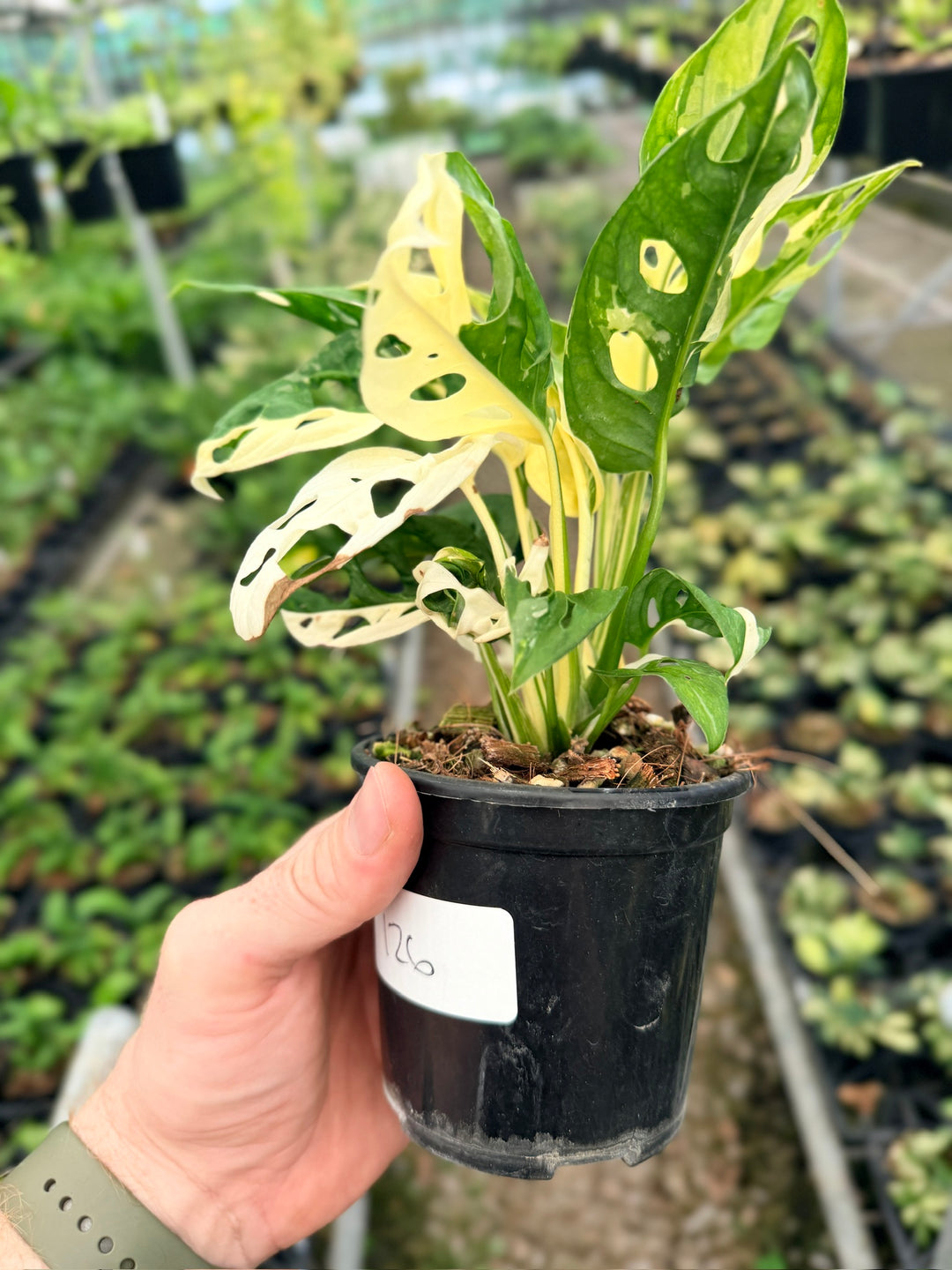 Handpicked #126 - Monstera Adansonii - Monkey Mask - Variegated Albo - Double Planted