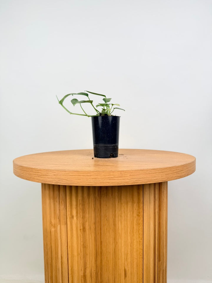 Epipremnum Pinnatum - Mint