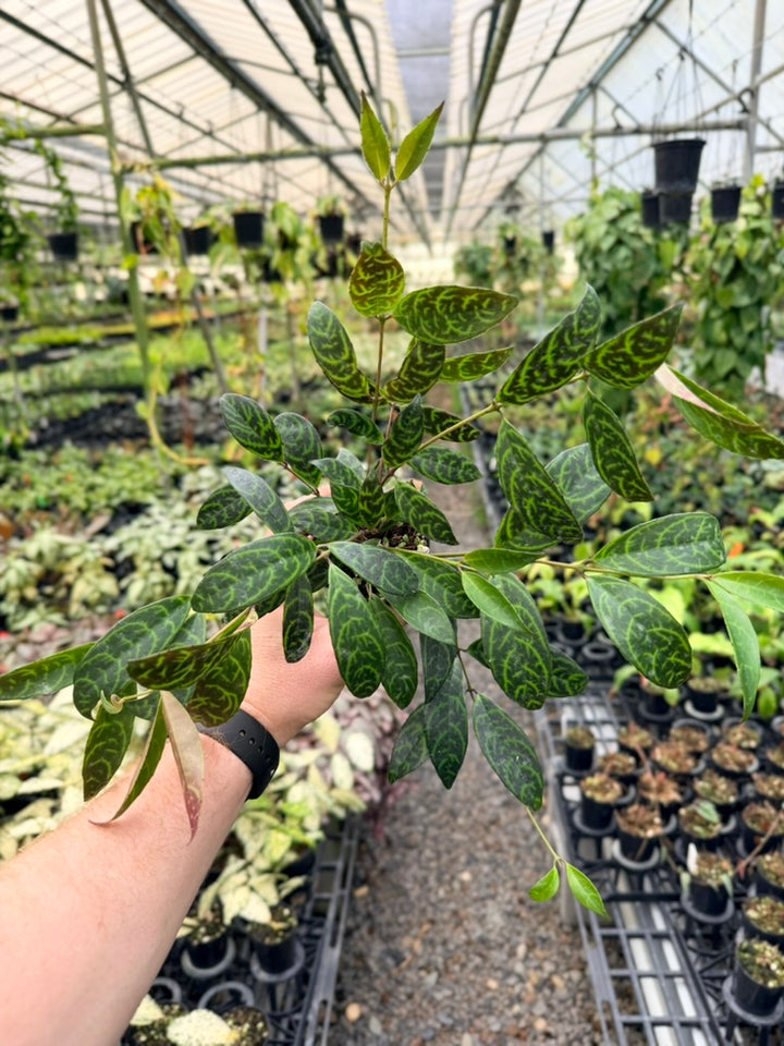 Aeschynanthus Longicaulis - Black Pagoda - Lipstick Plant