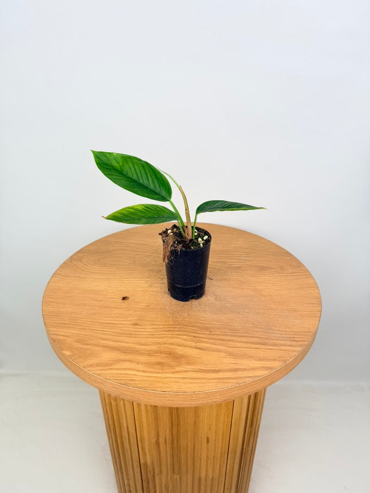 Philodendron Rugapetiolatum