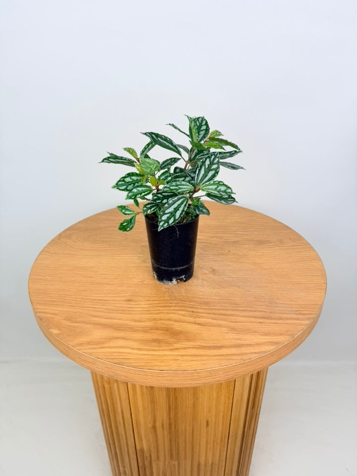 Pilea Cadierei