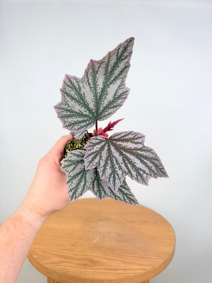 Begonia Pink Minx
