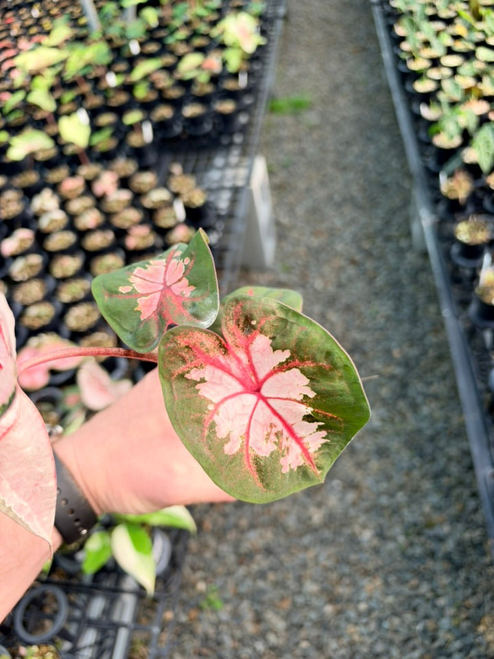 Handpicked #79 - Caladium Bicolor - Apple Blossom