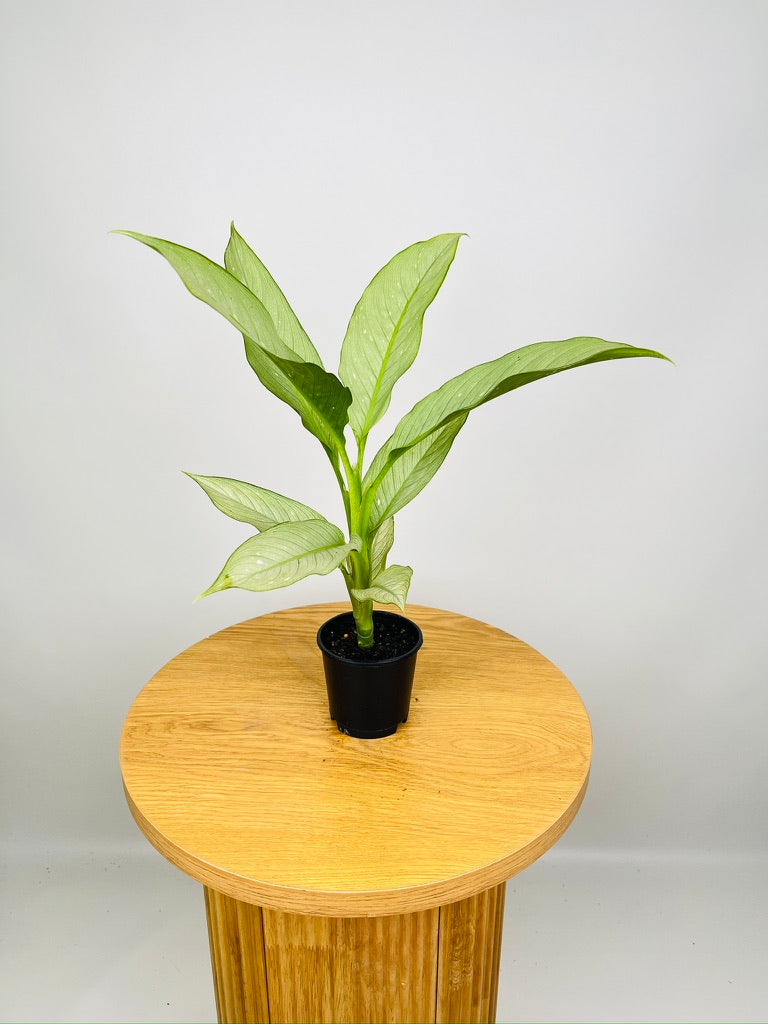 Dieffenbachia Milky Way