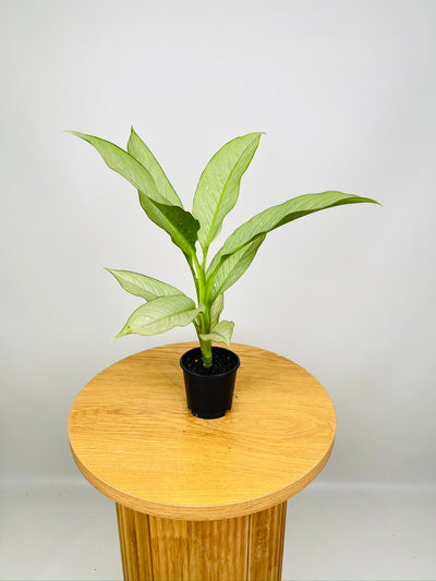 Dieffenbachia Milky Way