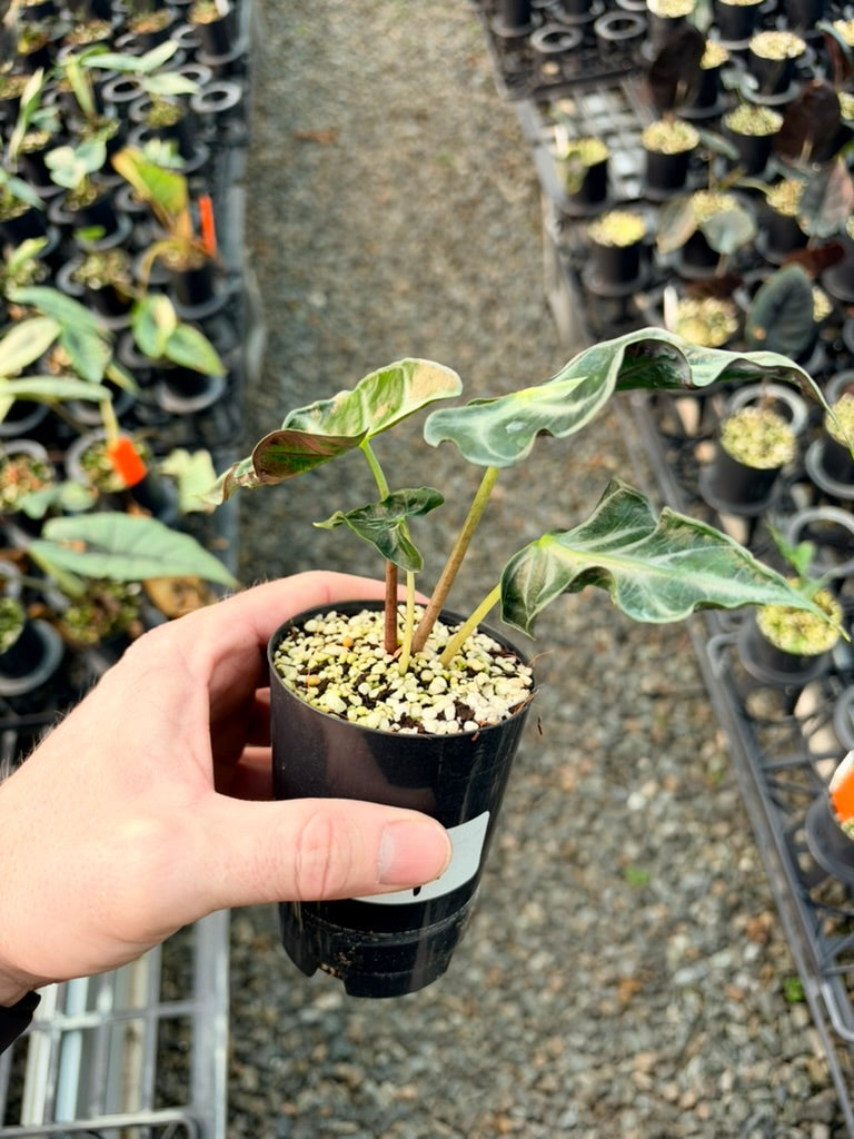 Handpicked #84 - Alocasia Loco
