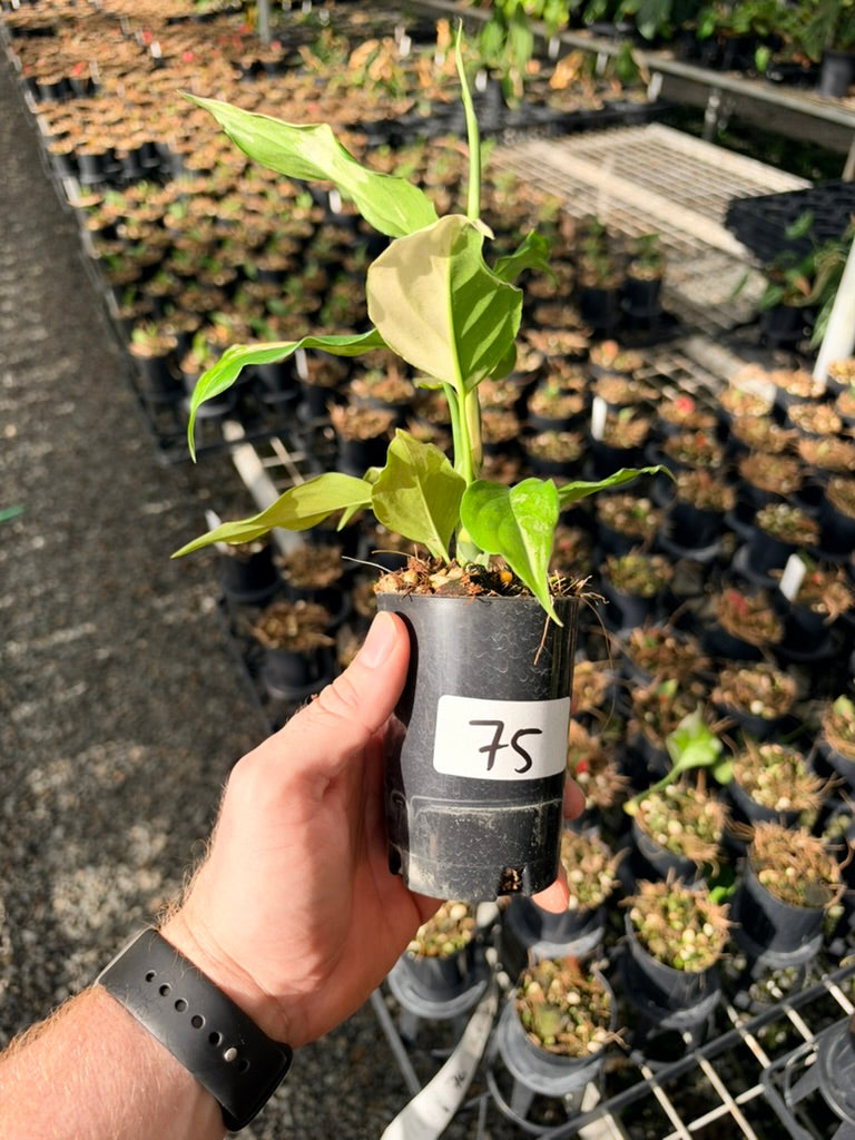 Handpicked #75 -Aglaonema Modestum Variegata