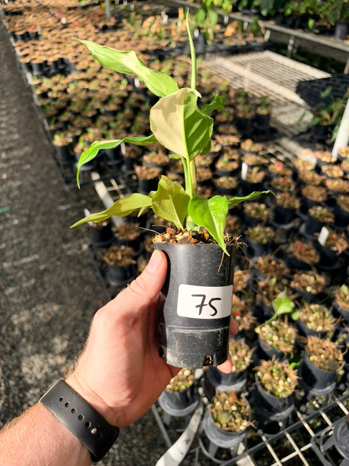 Handpicked #75 -Aglaonema Modestum Variegata