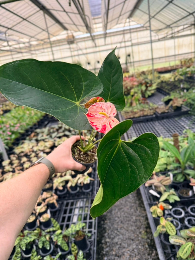 Handpicked #21 - Anthurium Andraeanum - Shibori