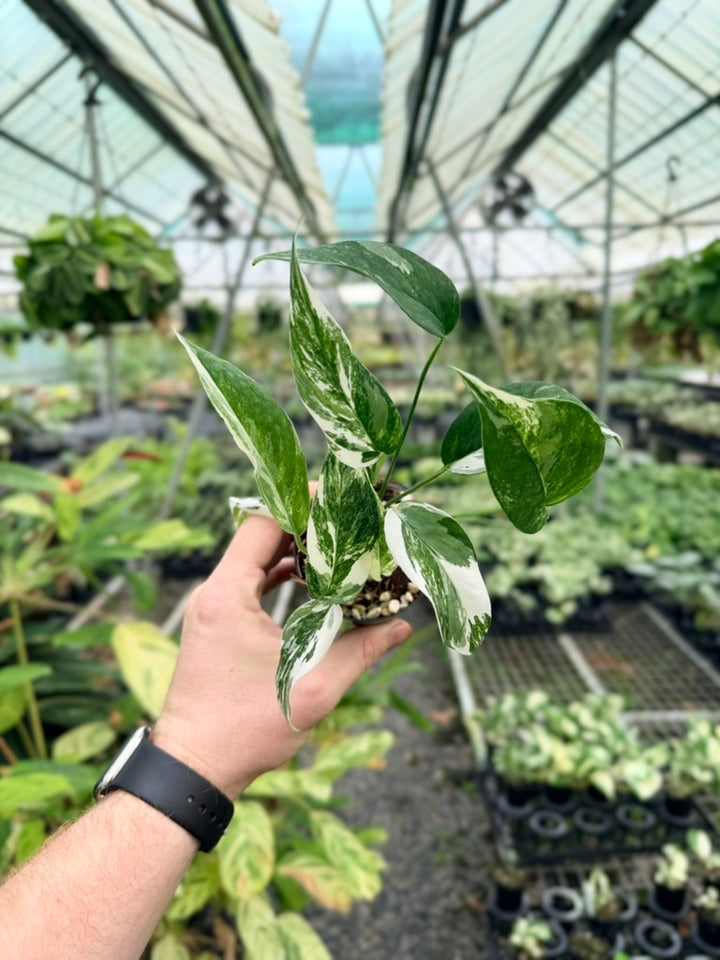 Epipremnum Pinnatum - Variegata Albo