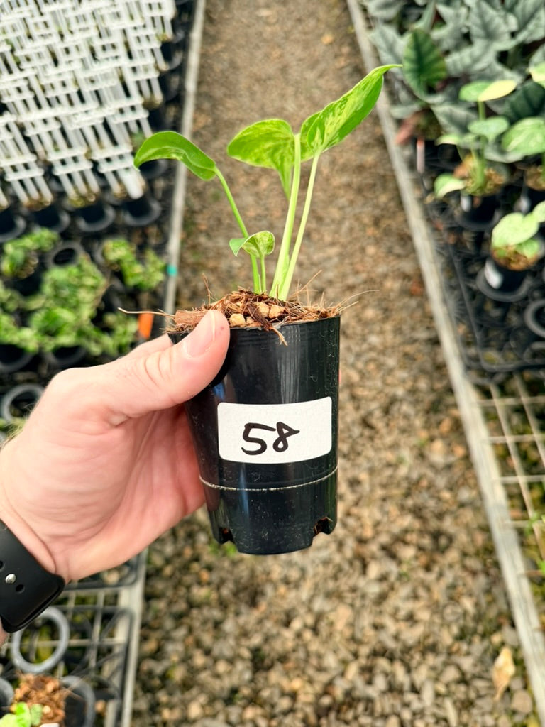 Handpicked #58 - Monstera Deliciosa - Bulbasaur