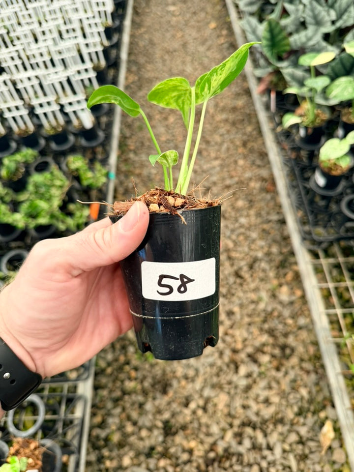 Handpicked #58 - Monstera Deliciosa - Bulbasaur
