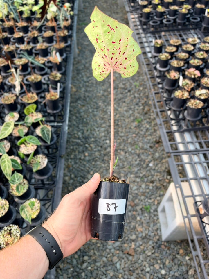 Handpicked #87 - Caladium Bicolor - Miss Muffet