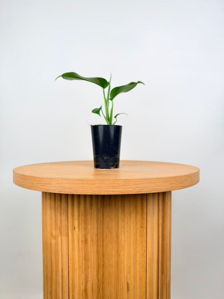 Monstera Deliciosa Var. Borsigiana X Laniata