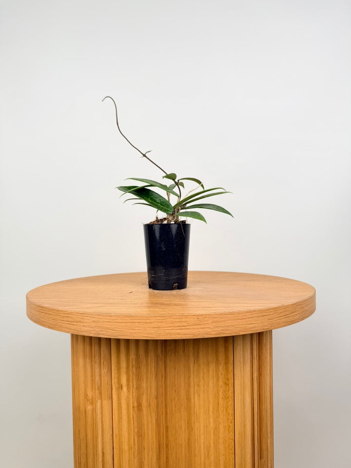 Hoya Acuta - Pink