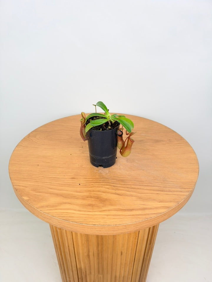 Nepenthes Alata