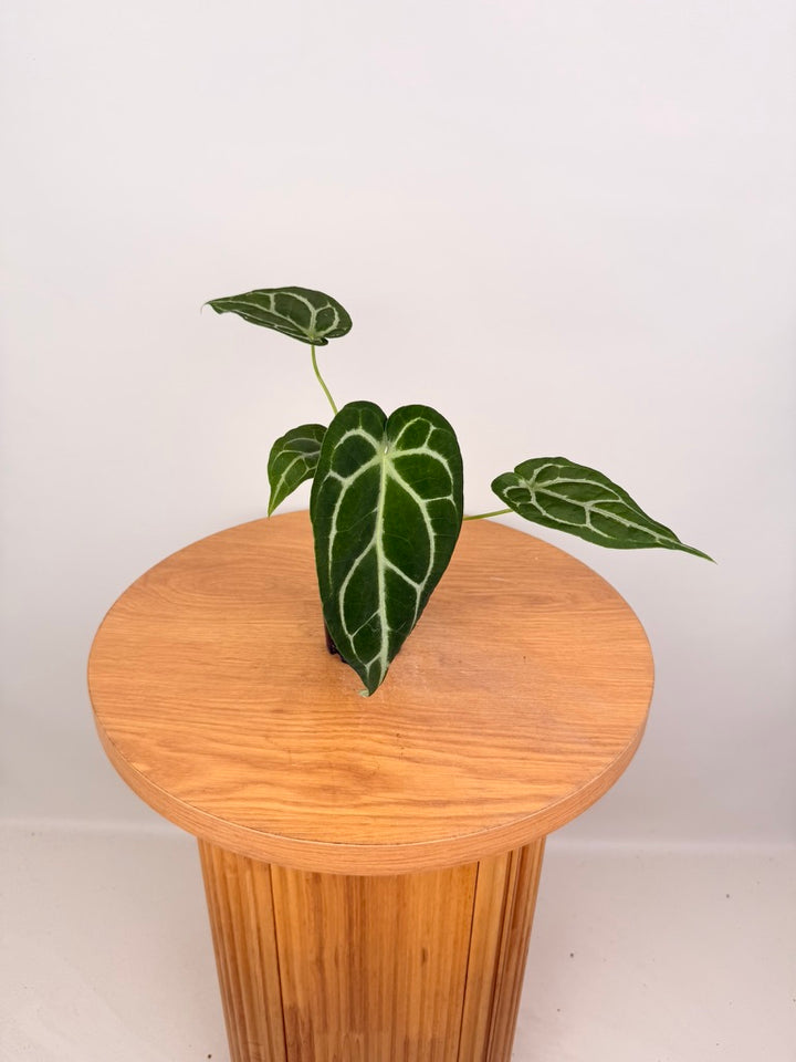 Anthurium Crystallinum X Anthurium NOID