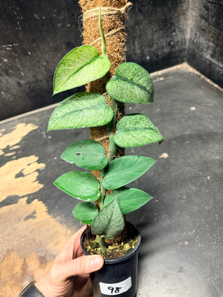 Handpicked #98 - Rhaphidophora Hongkongensis Mint Totem - 100mm Pot
