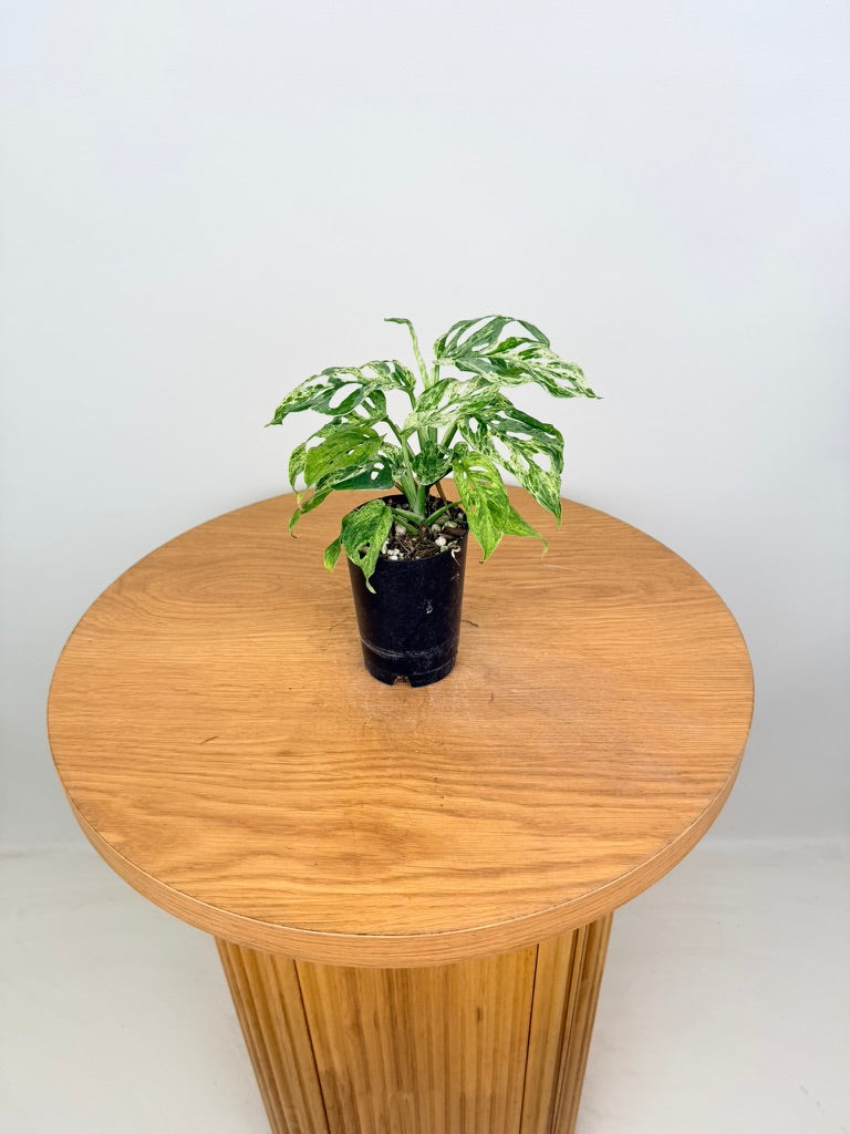 Monstera Adansonii Variegated Mint / Mottled