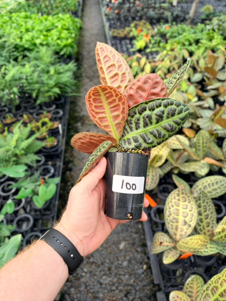 Handpicked #100 - Labisia Beccarii - Turtleback
