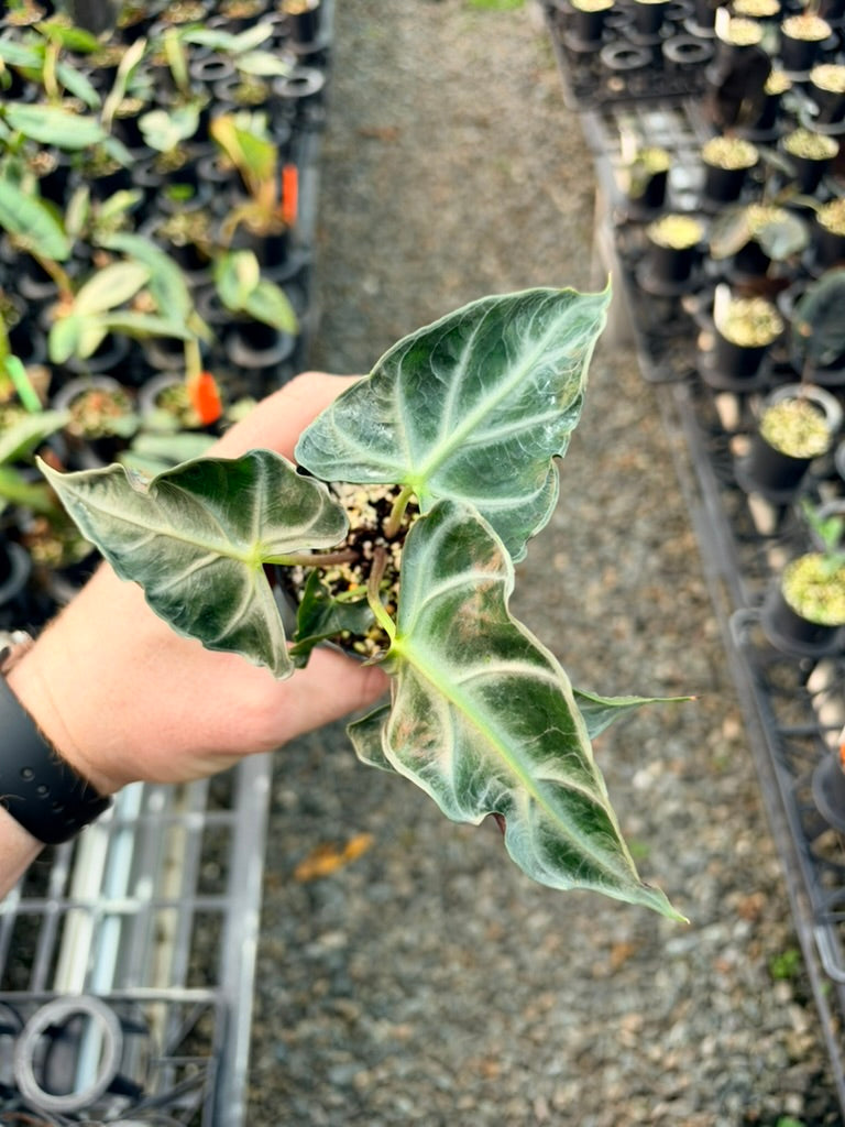 Handpicked #83 - Alocasia Loco