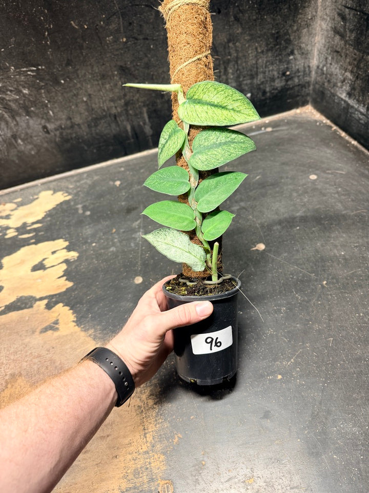Handpicked #96 - Rhaphidophora Hongkongensis Mint Totem - 100mm Pot
