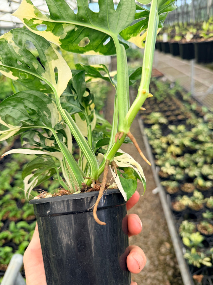 Handpicked #123 - Monstera Adansonii - Monkey Mask - Variegated Albo - Double Planted