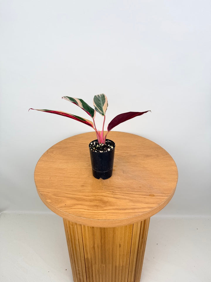 Stromanthe Sanguinea - Tricolour