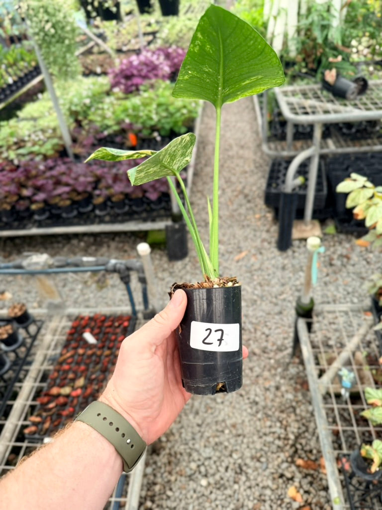 Handpicked #27 - Monstera Deliciosa Mint