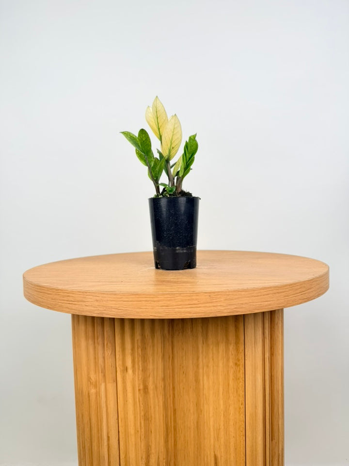 Zamioculcas Zamiifolia - Akebono