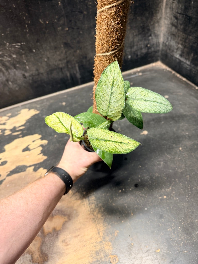 Handpicked #100 - Rhaphidophora Hongkongensis Mint Totem - 100mm Pot