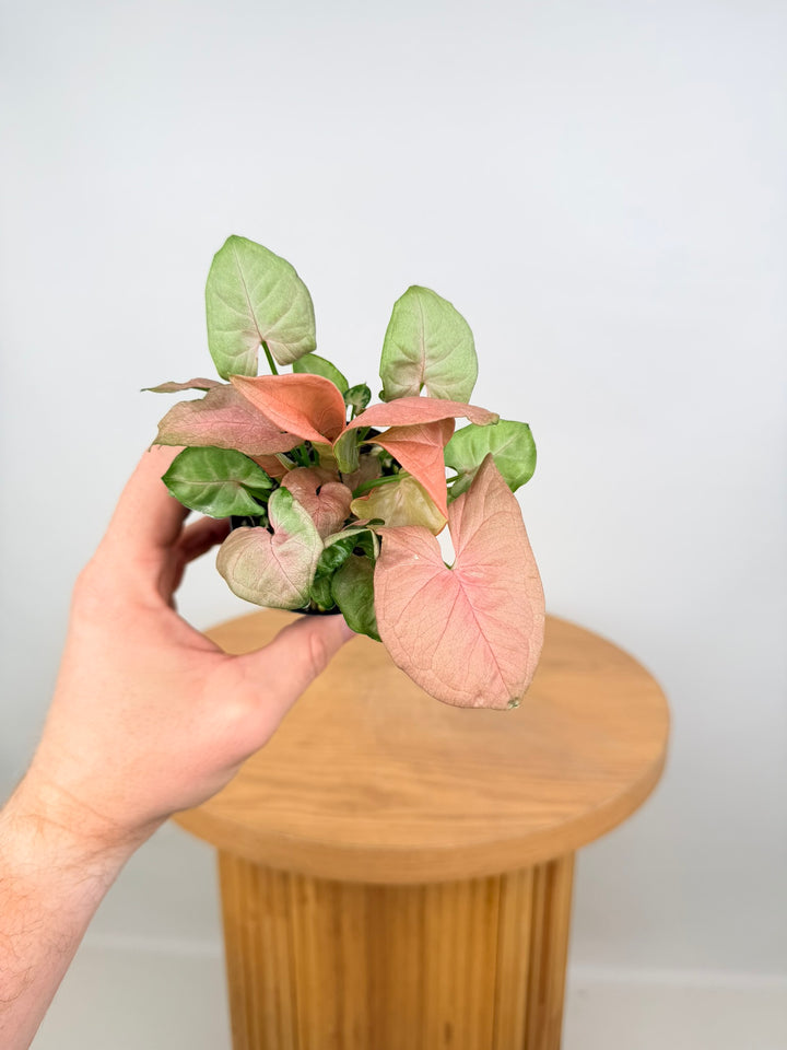 Syngonium Podophyllum - Red Heart