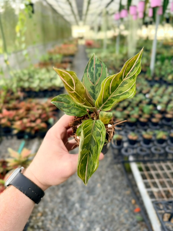 Aglaonema Pictum Tricolour X Aglaonema Rotundum - Red Army