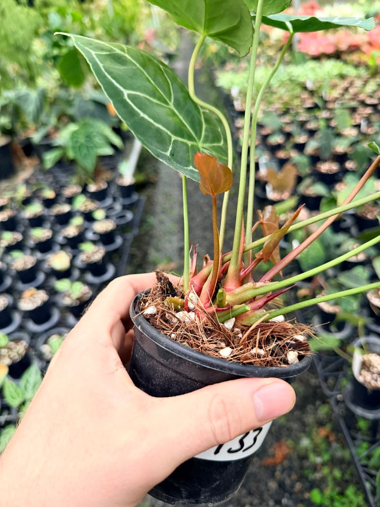 Handpicked #133 - Anthurium Crystallinum - Multi Headed
