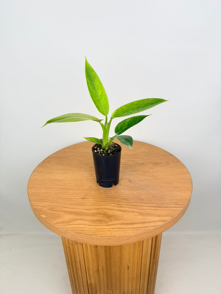 Philodendron Erubescens - Lemon Twist