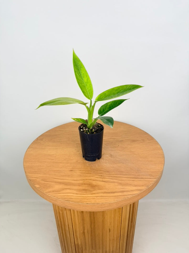 Philodendron Erubescens - Lemon Twist