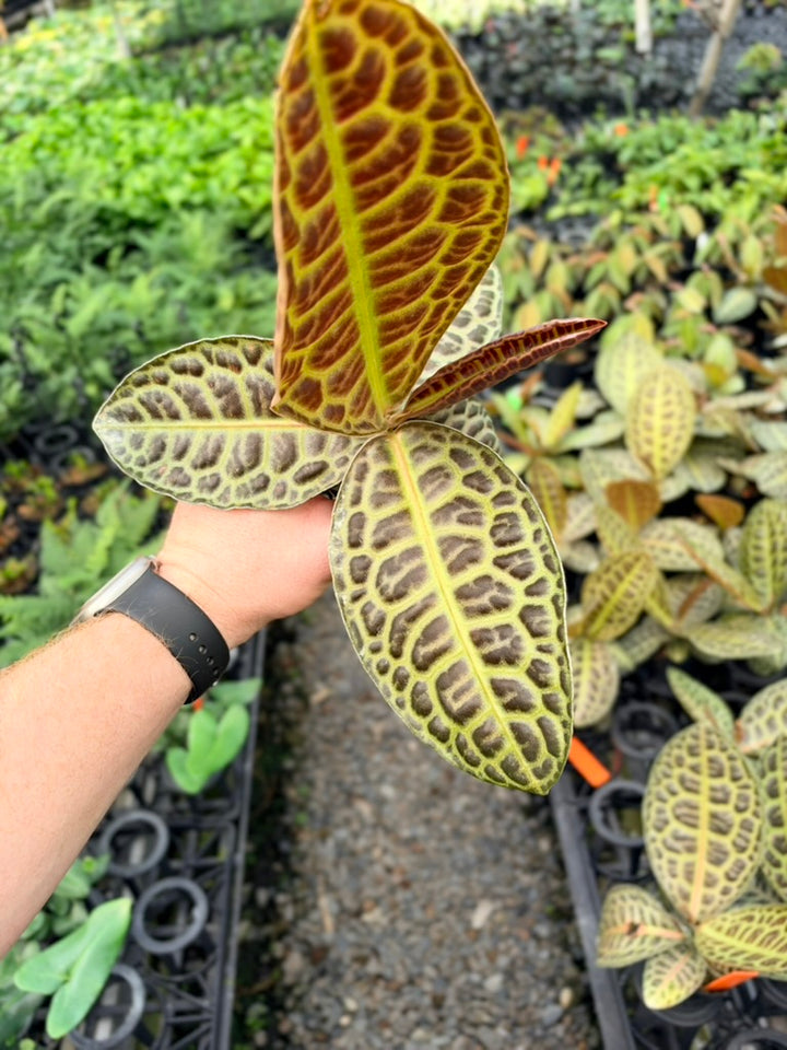 Handpicked #97 - Labisia Beccarii - Turtleback