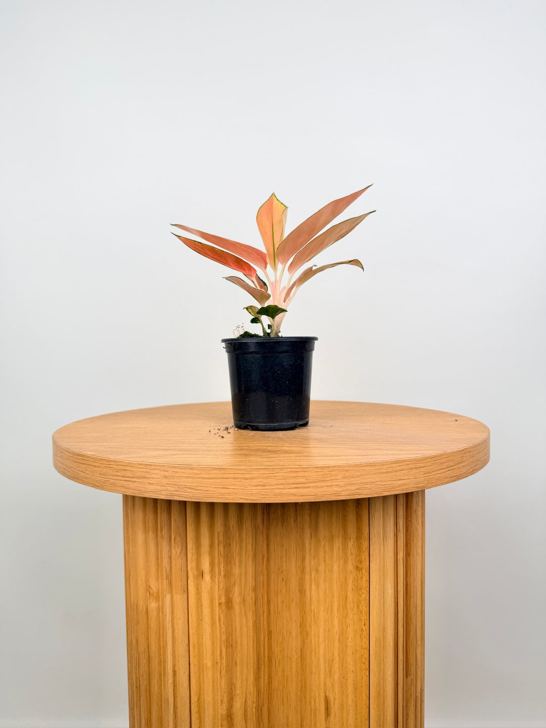 Aglaonema Commutatum - Spitfire