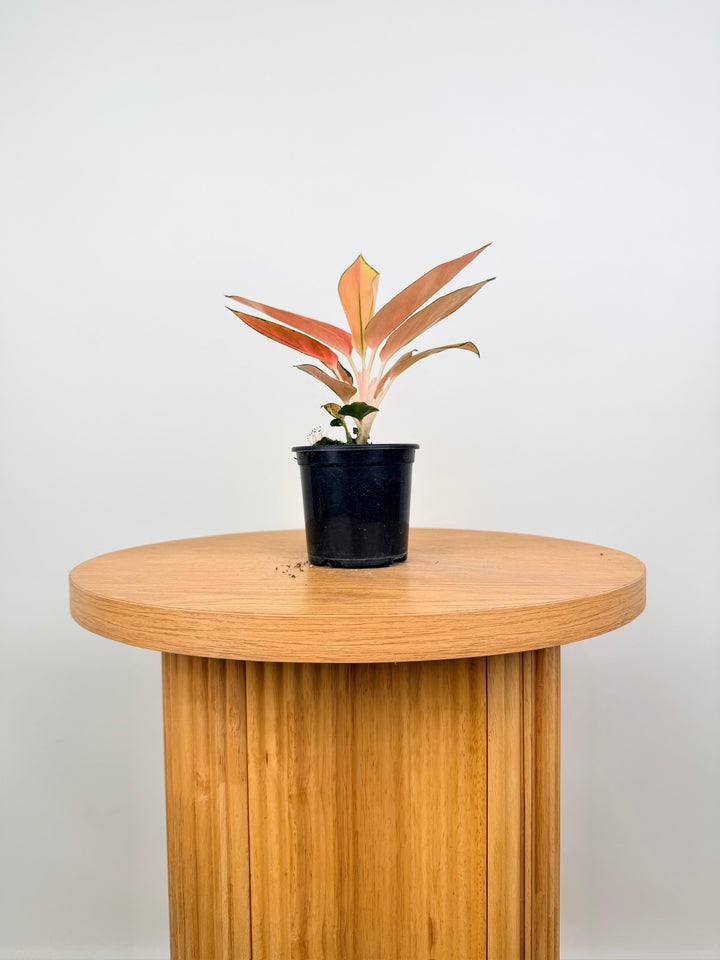 Aglaonema Commutatum - Spitfire