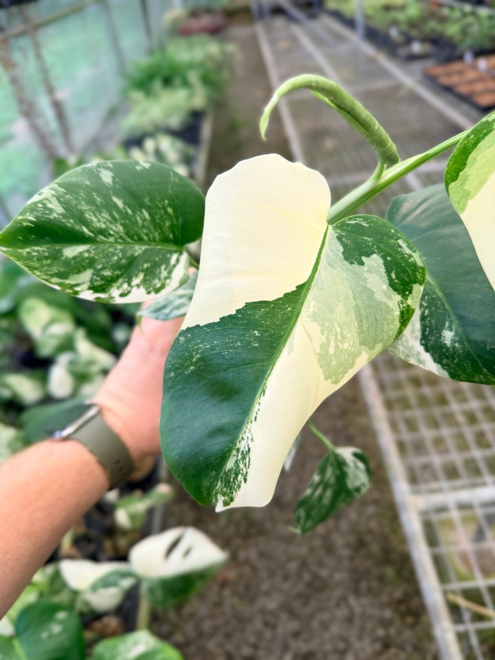 Handpicked #133 - Monstera Deliciosa Borsigiana Variegated Albo