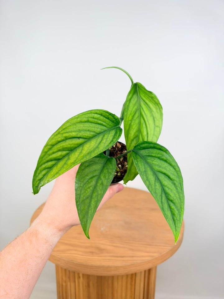 Monstera Obliqua - Filamentous