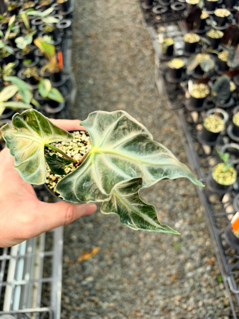 Handpicked #84 - Alocasia Loco
