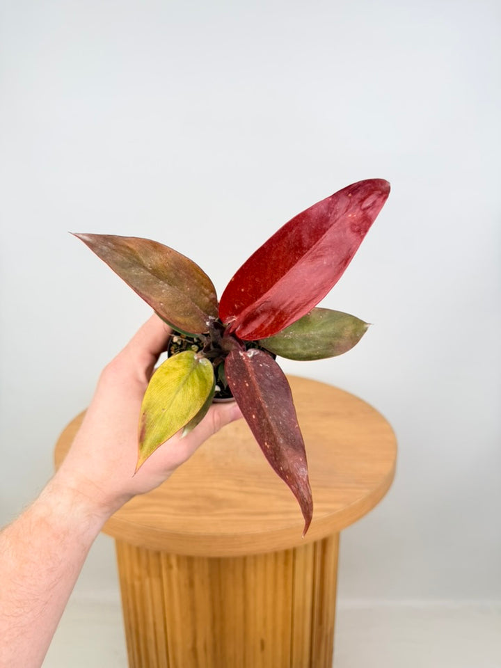 Philodendron Erubescens - Sun Red