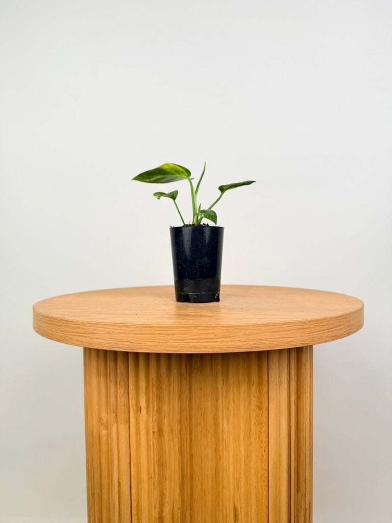 Epipremnum Pinnatum - Yellow Flame