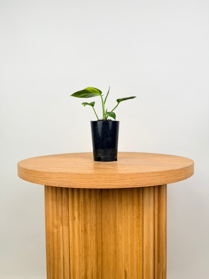 Epipremnum Pinnatum - Yellow Flame